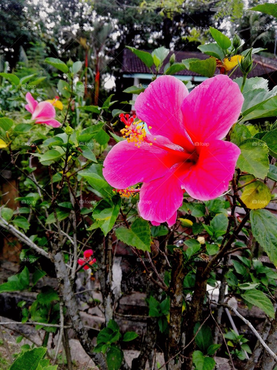 asian pink flower