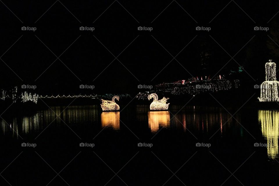 Swan song Christmas lights