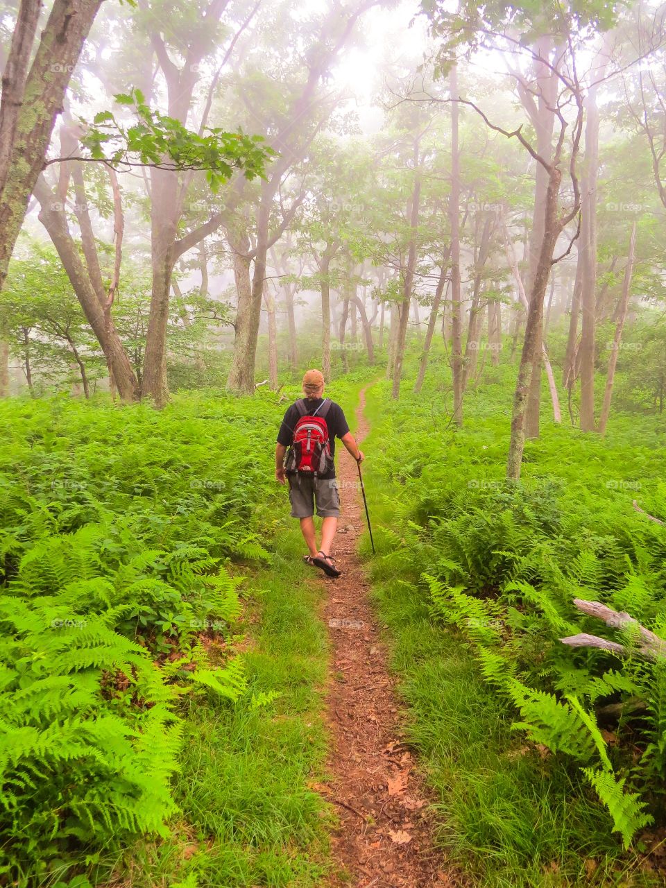 Rear view of a man in forest