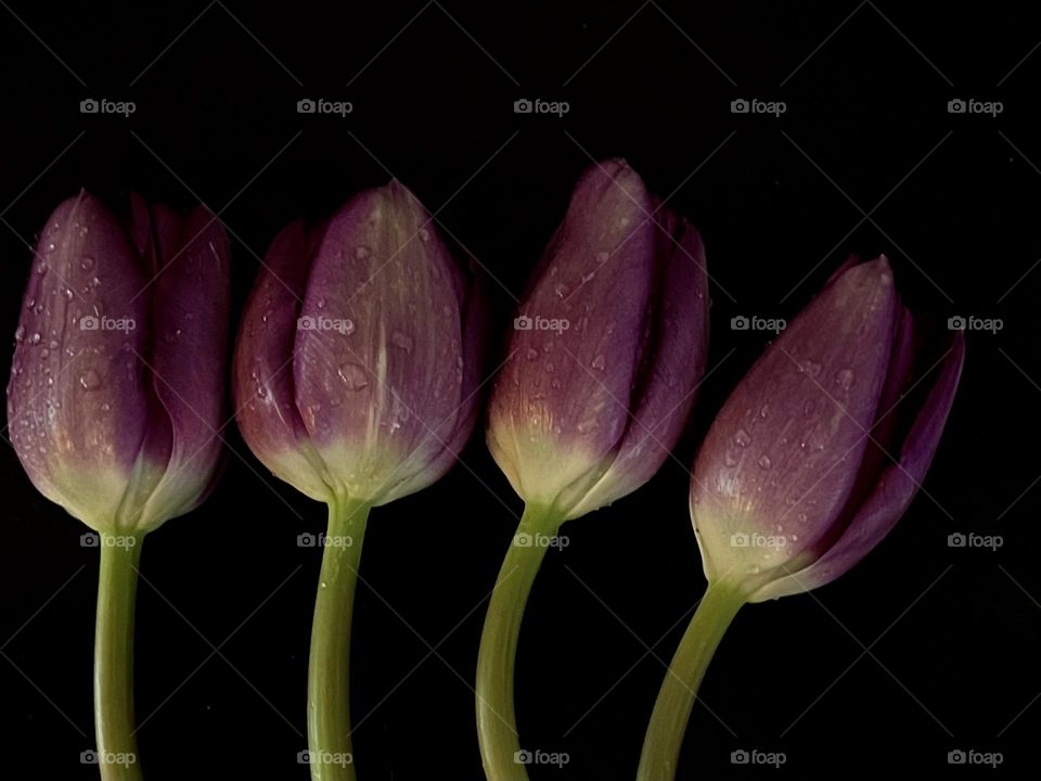 Tulips