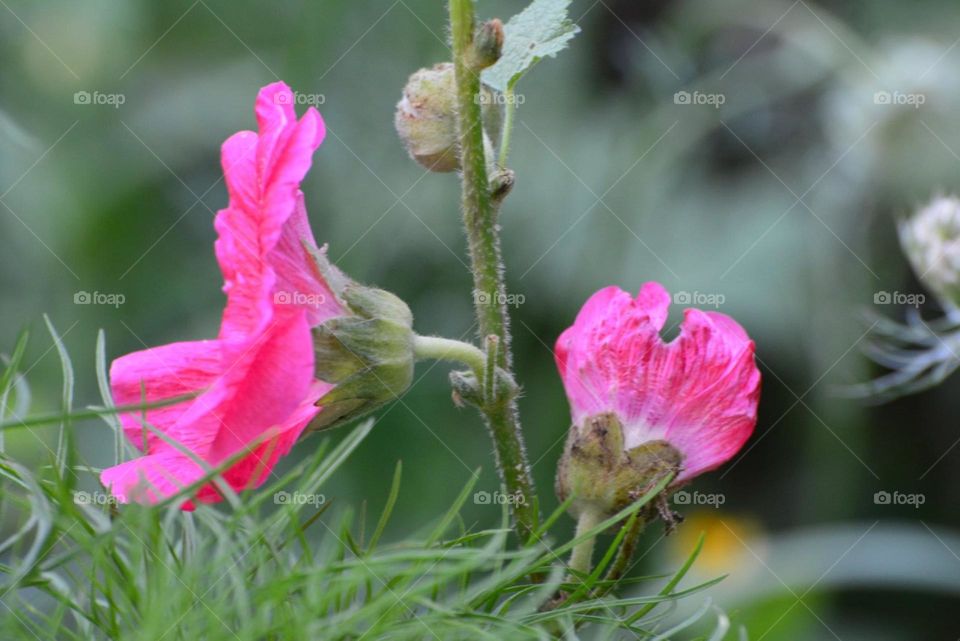 Some of the flowers in my huge garden 