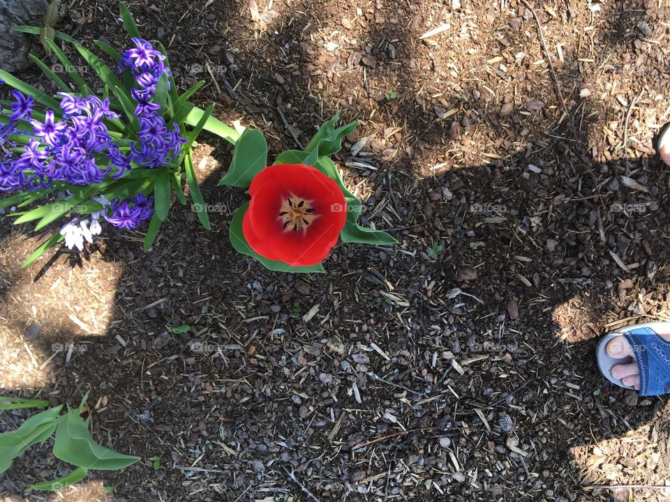 Inside a tulip