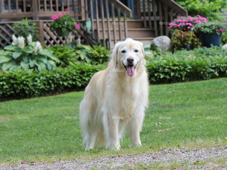Kaci,  our golden retriever smiling and waiting for the frisbee
