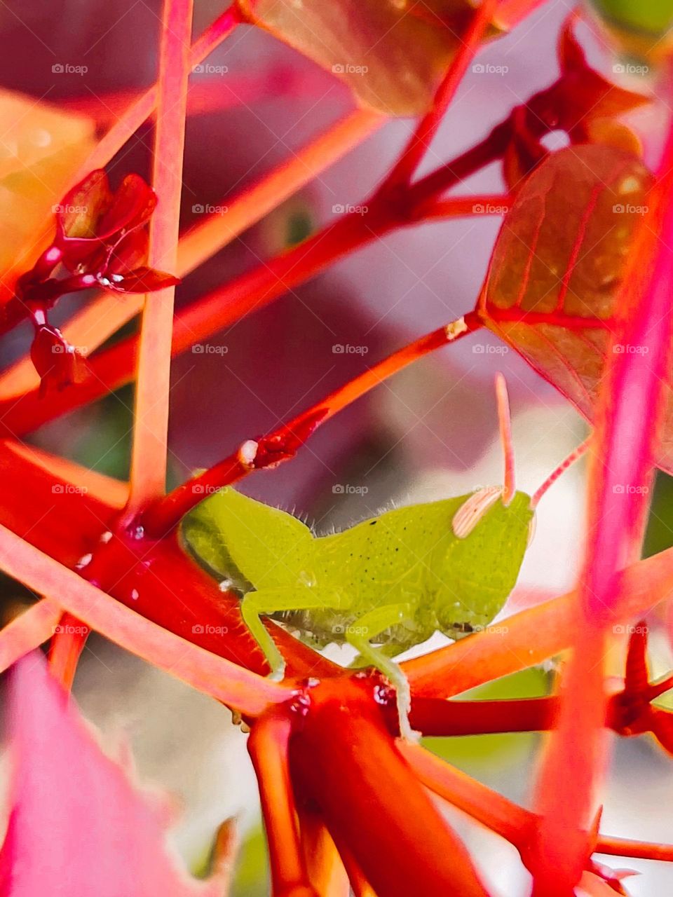 Luminous grasshopper 