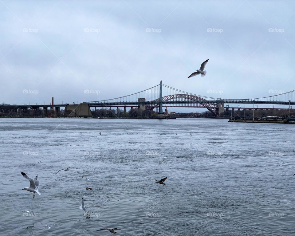 Flying seagulls and the bridge