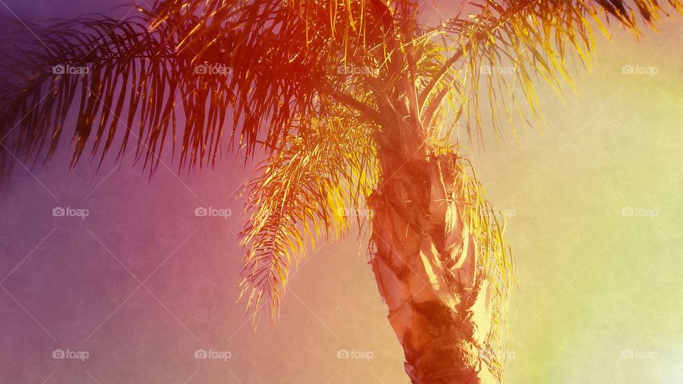 Florida palm tree sitting in the suns shining rays