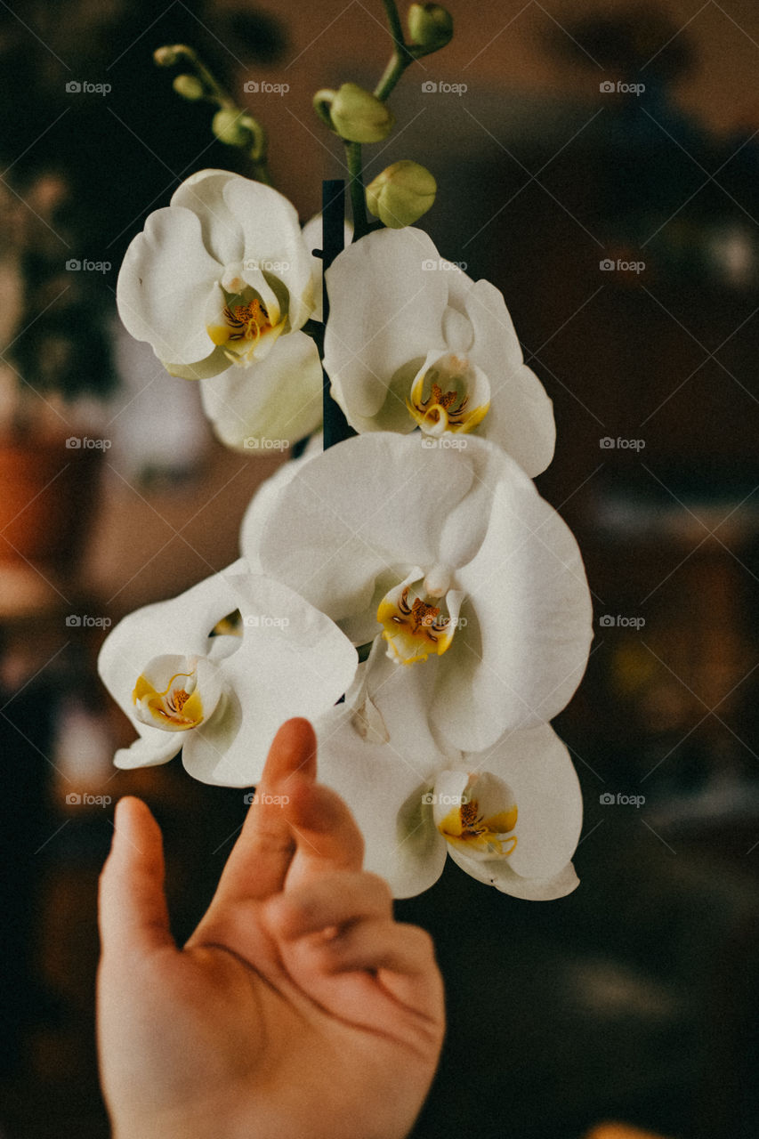 Orchids