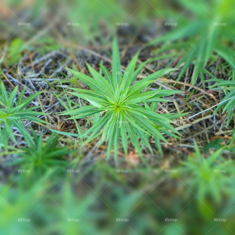 small green plant Scotland brown and green background