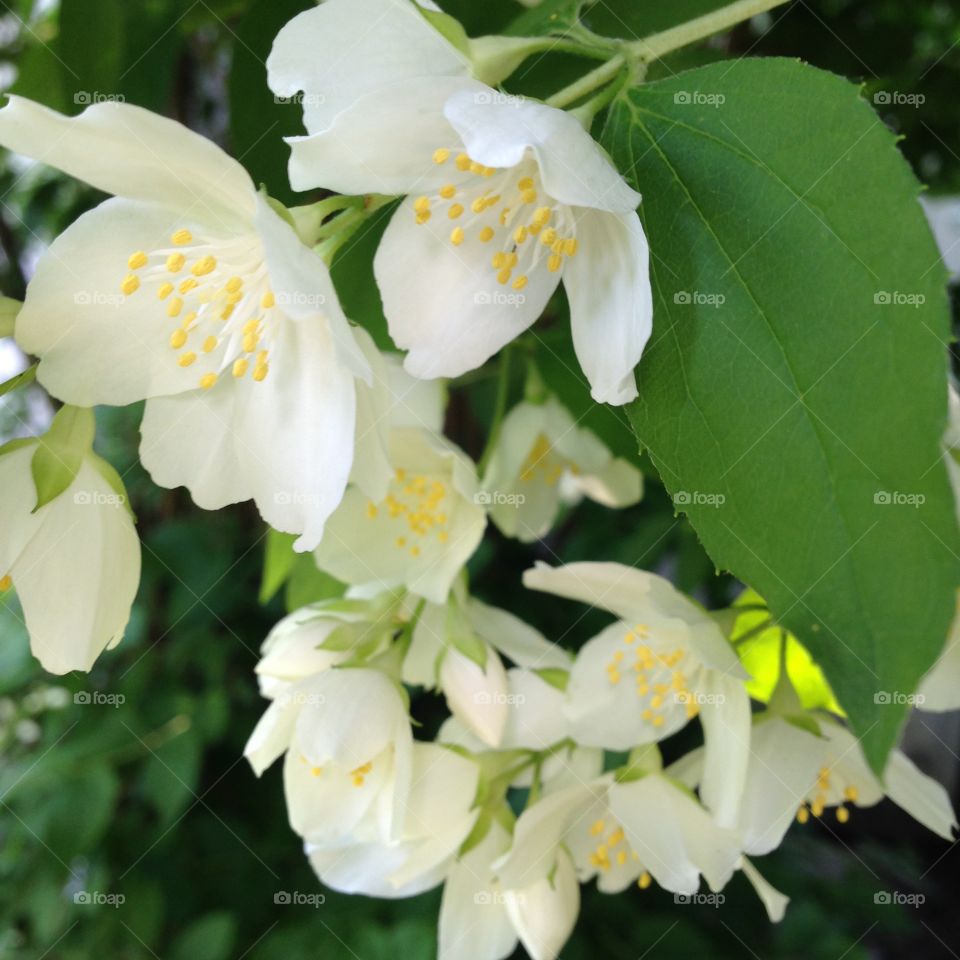 Beautyfull Jasmine flowers