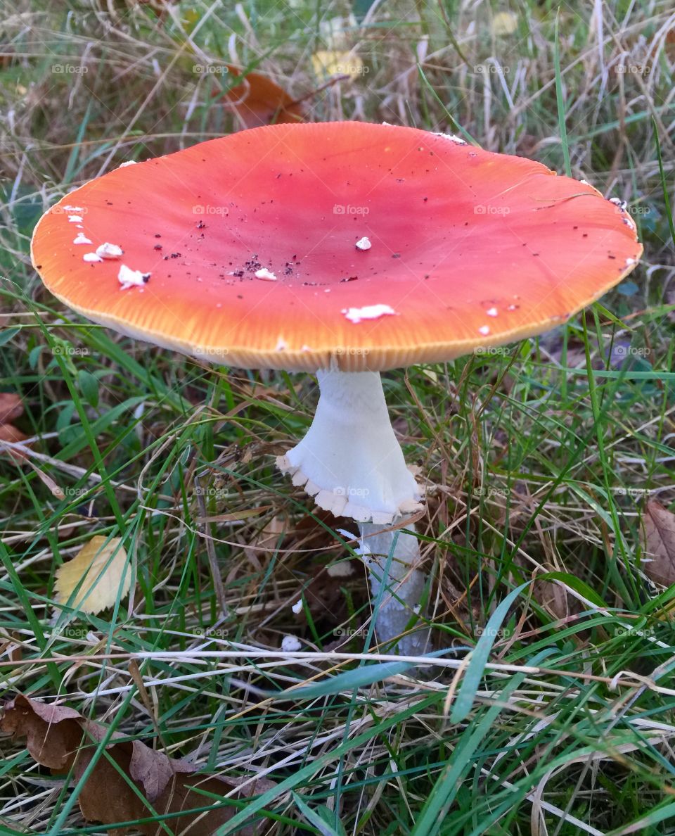 Fly agaric