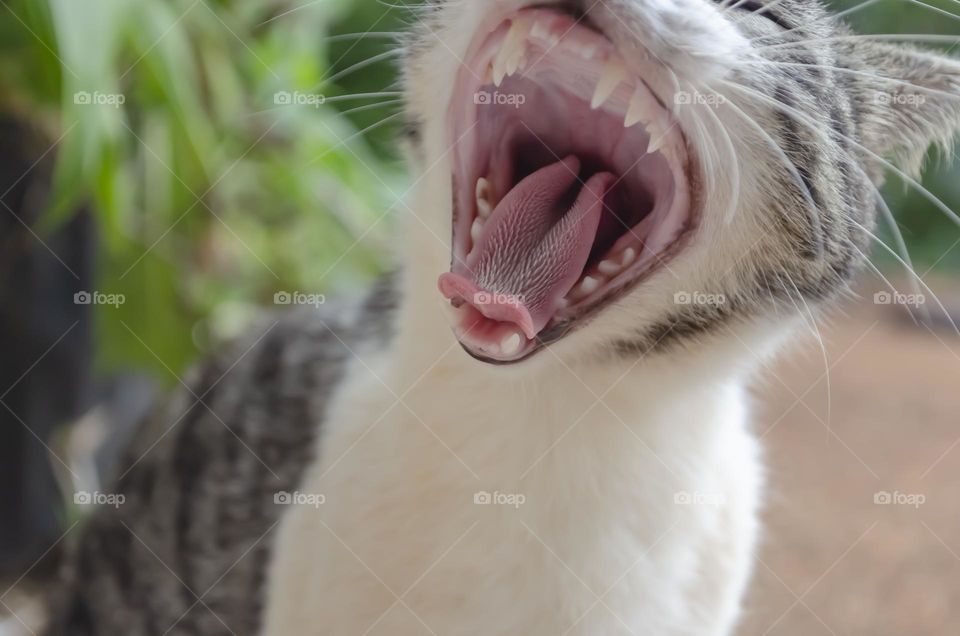 Cat's Open Mouth