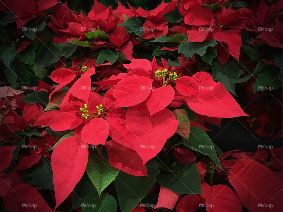 Beautiful and festive for the holidays-the Poinsettia.