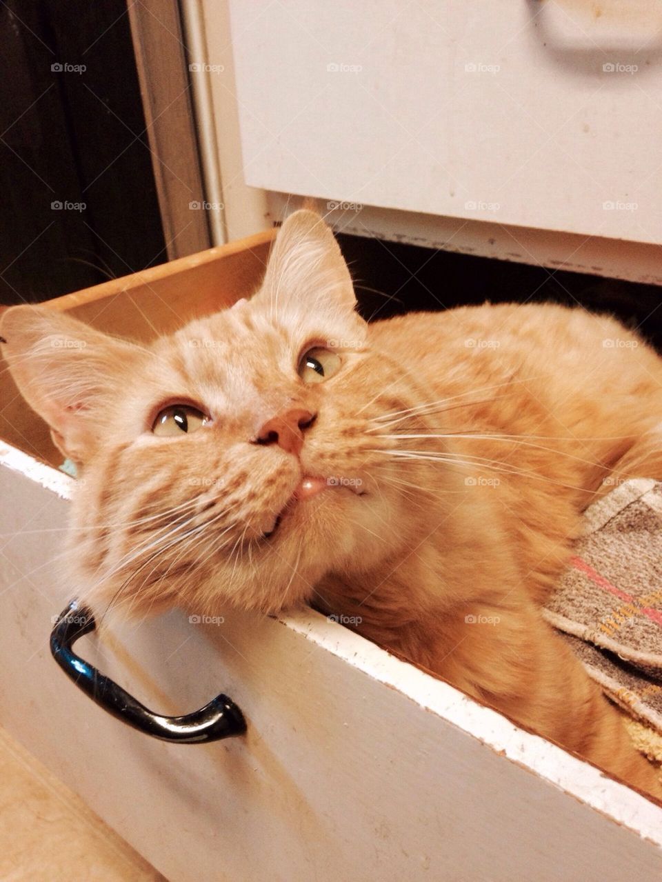 Cat in drawer 