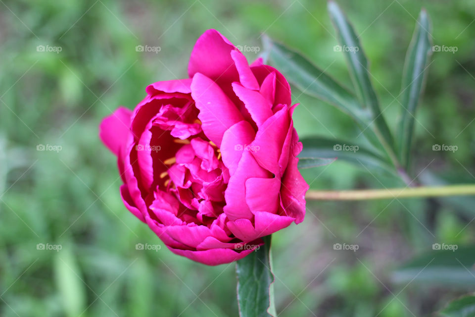 Peony, peonies, roses, pink, red, white, flowers, bouquet, summer, sun, nature. Landscape, still-life, village, flowerbed, plant, vegetation, grass, decor, fluffy, fluffy flowers, bulk flowers, plush flowers, petals, buds, leaves