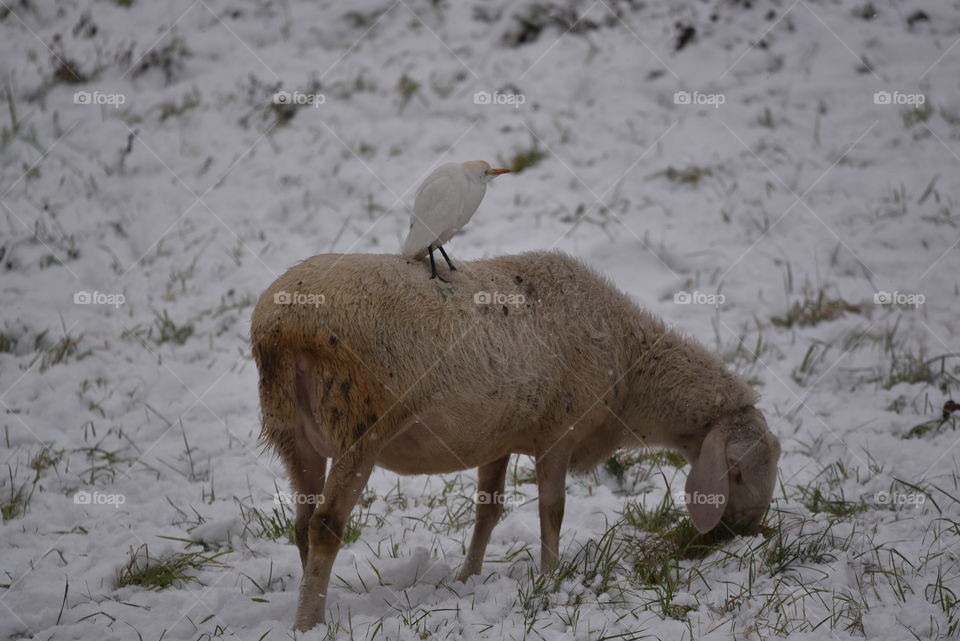 Cattle egret perched on sheep during a winter day with snow covered meadow