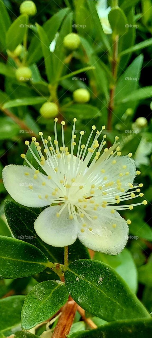 Myrtus communis