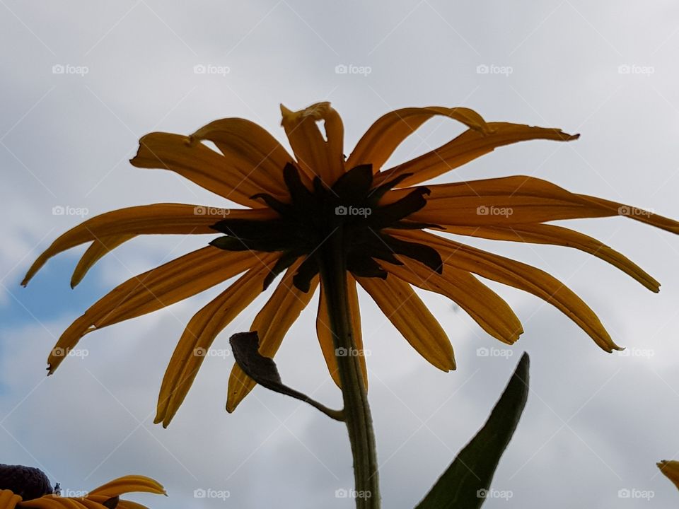 Flower against sky