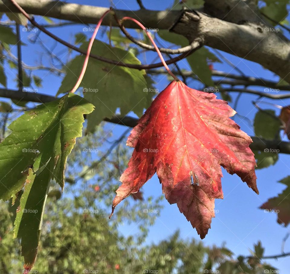 Red leaf on a tree