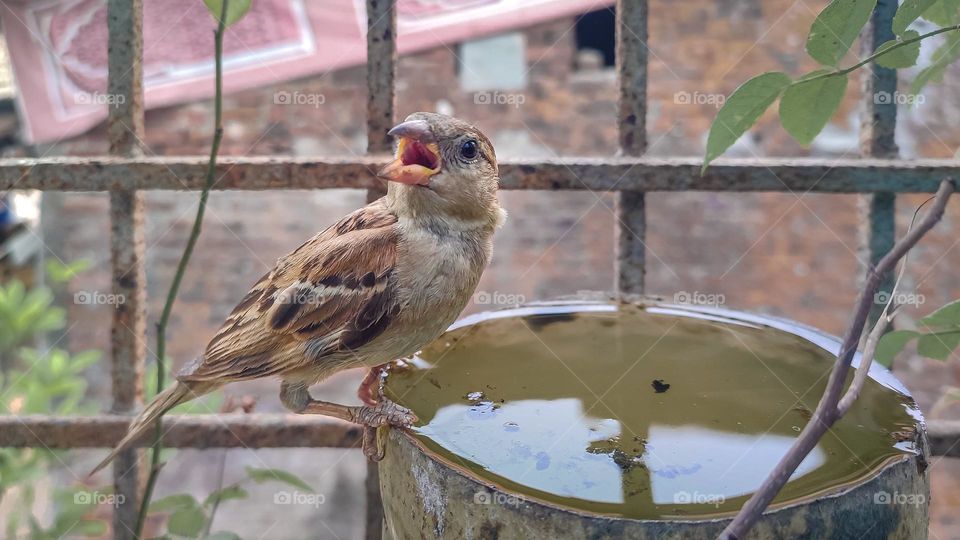 Thirsty sparrow on a water pot.