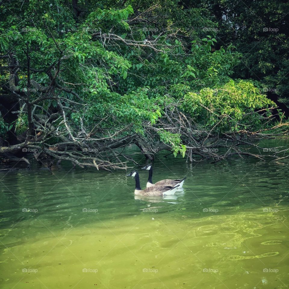 Two ducks on the lake