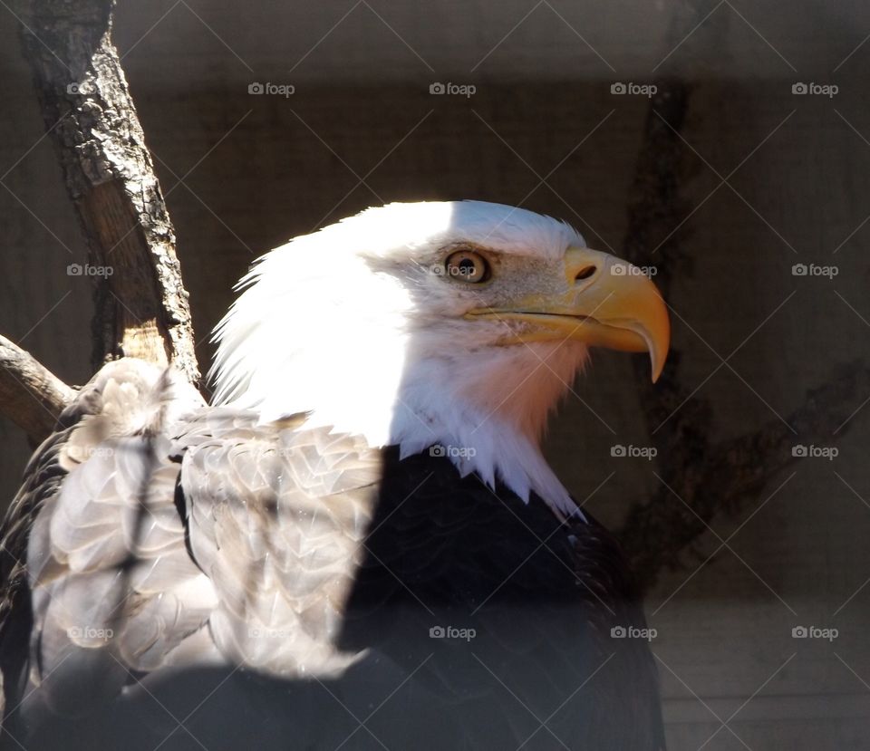 Bald Eagle 