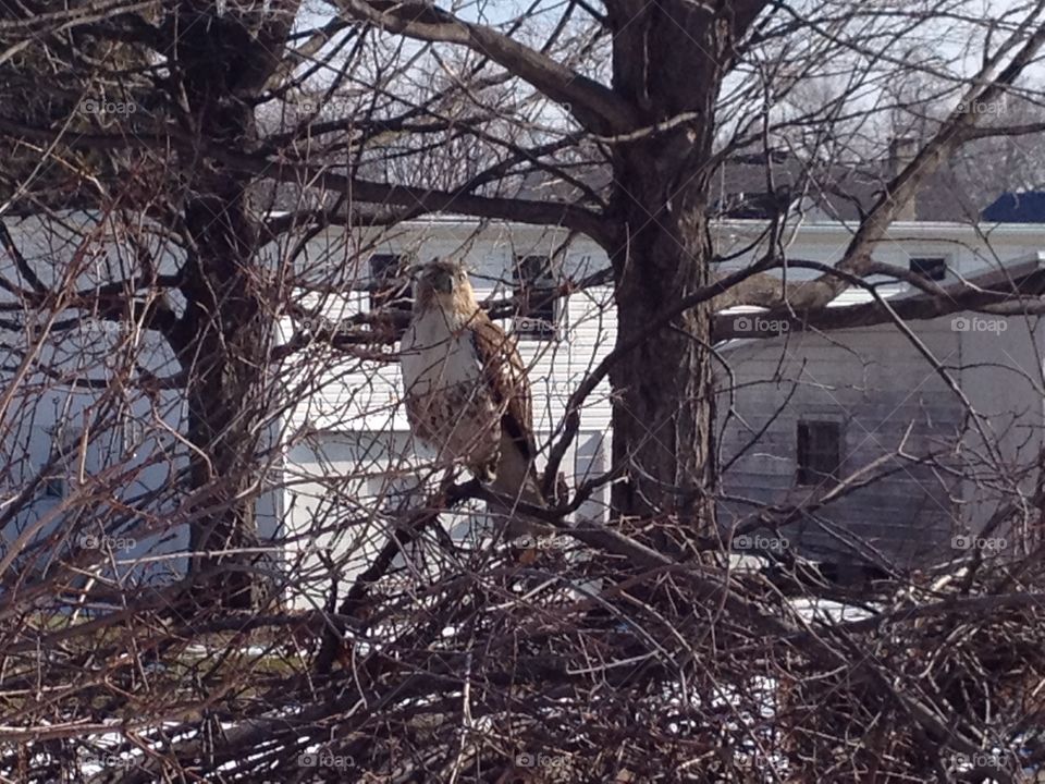 Hawk sitting on branches from a fallen tree.