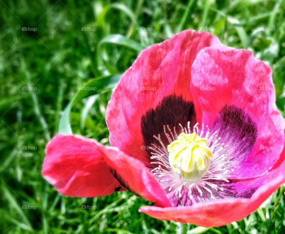 nature flower macro red by mrgrambo