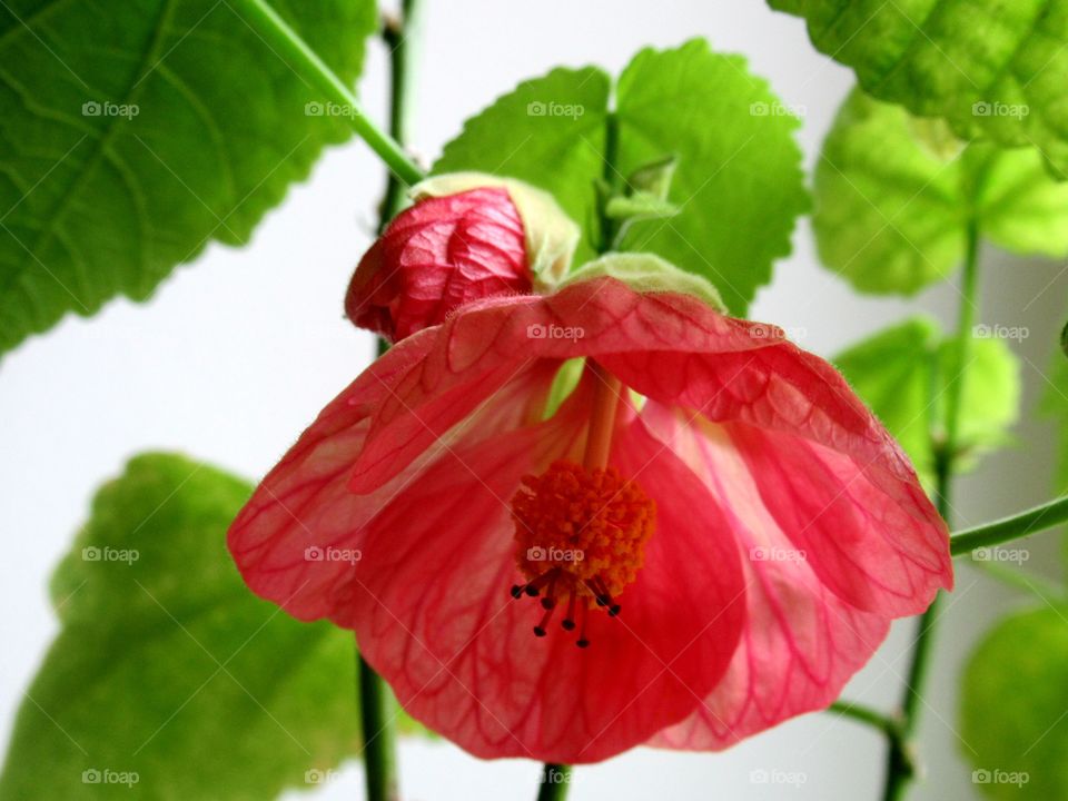 abutilone in bloom on my windowsill