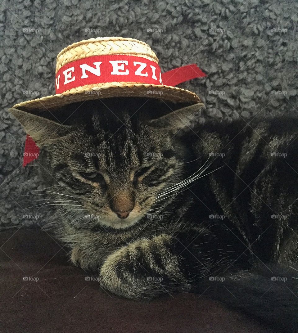 Cat in a hat