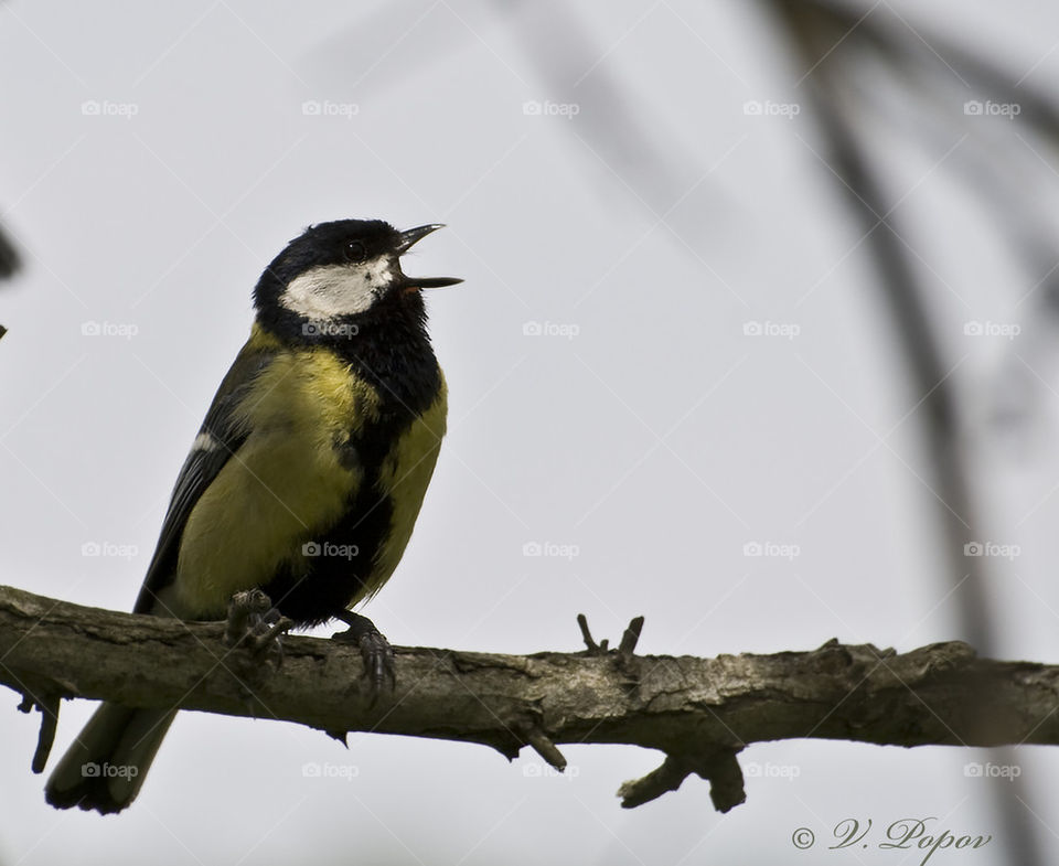 Great tit