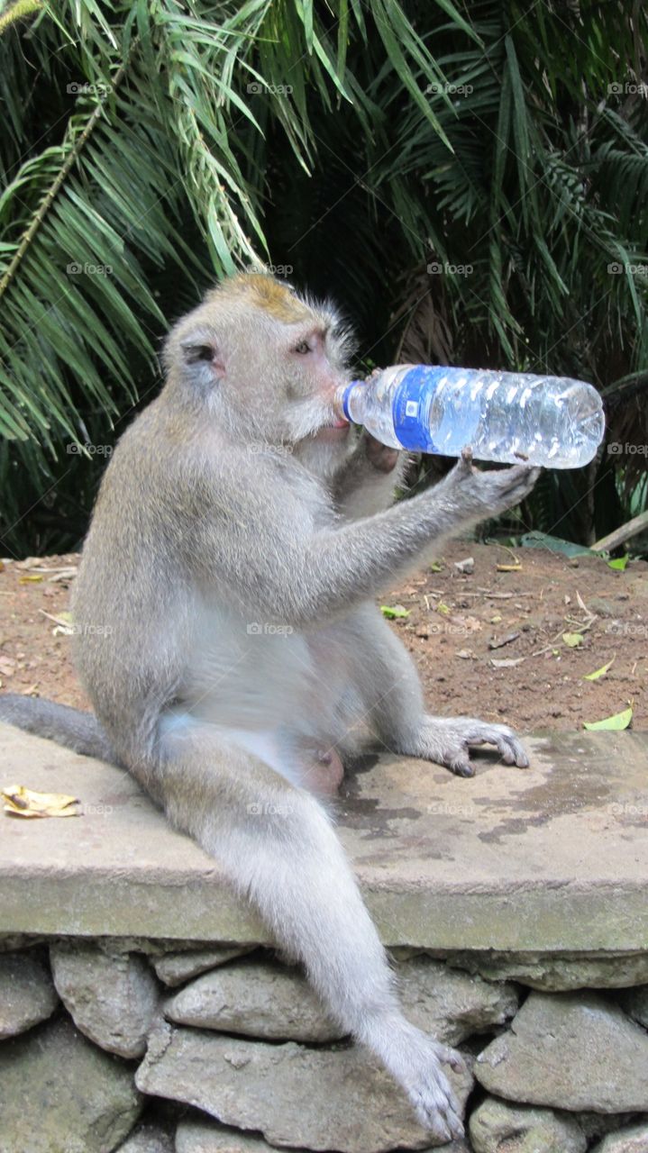 Thirsty monkey 