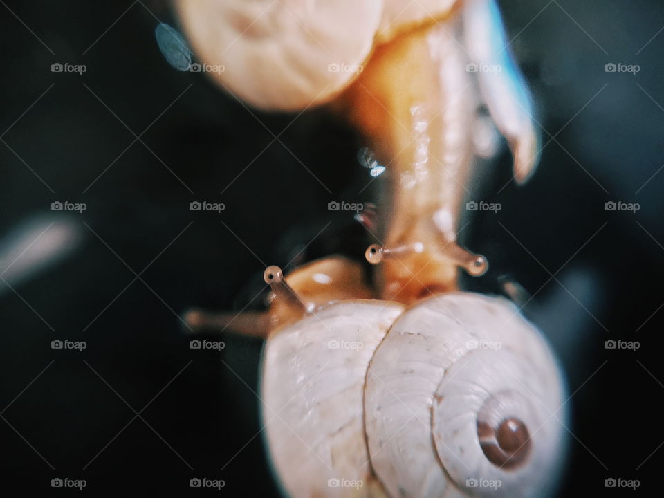 A close-up photo of two small snails.