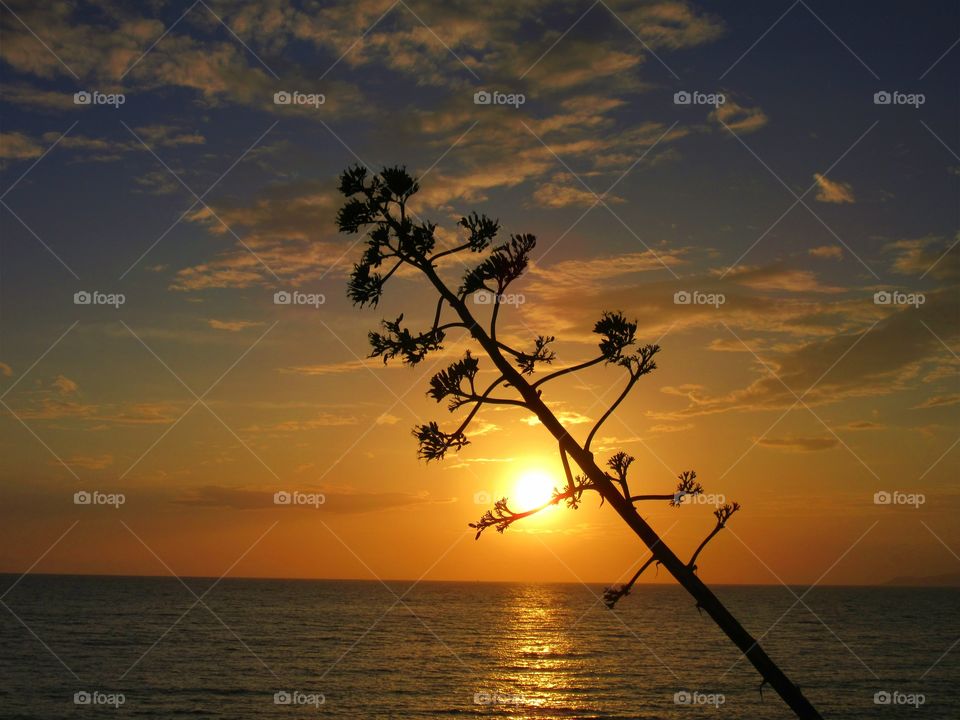 Silhouette of branch against sea at sunset