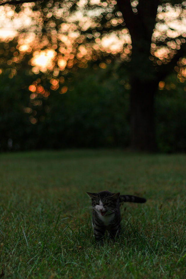 my ferocious cat enigma