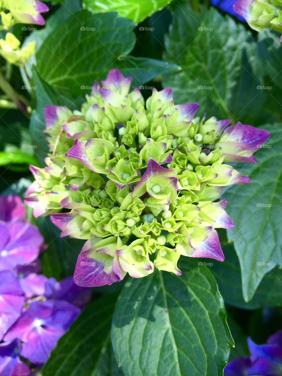 Hydrangea blooming outdoors