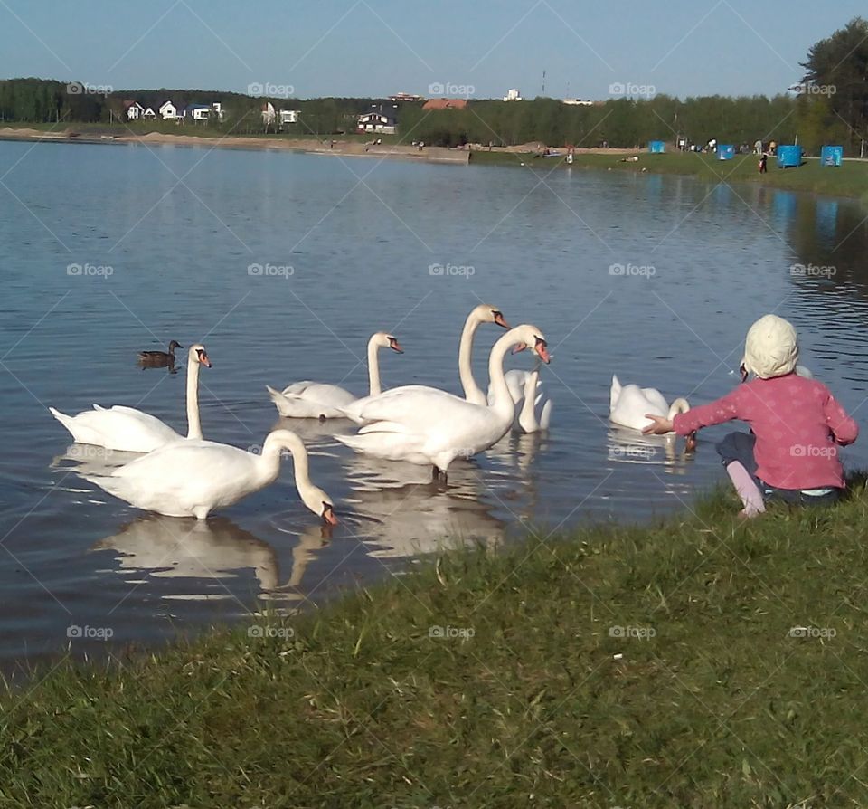 Swan, Lake, Bird, Water, Pool