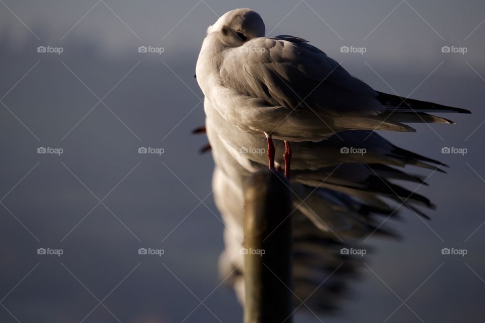 Seagull in water