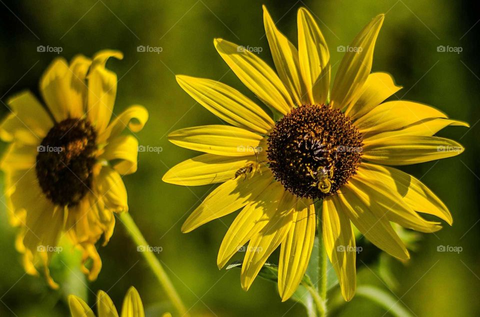 Close-up of bee pollinating on yellow sunflower