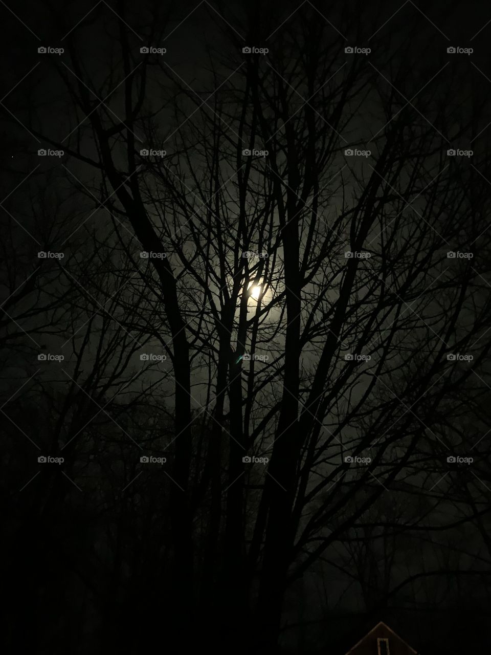 Trees with moon in the background 