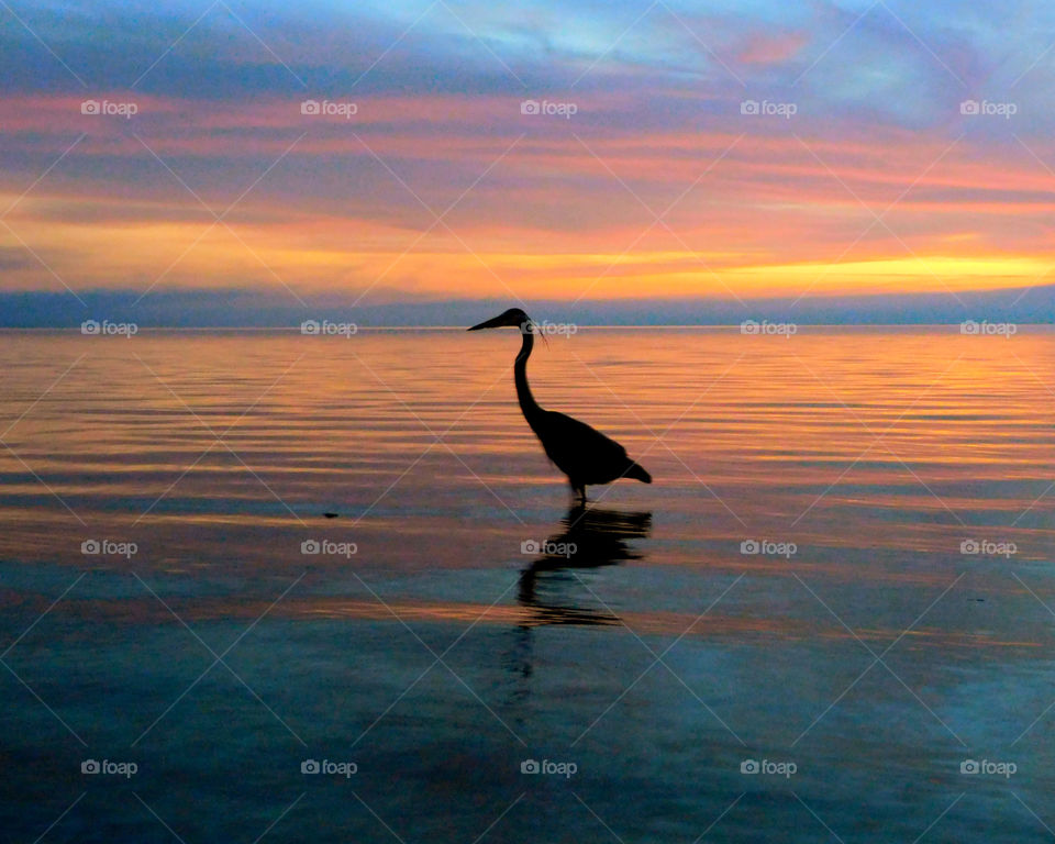 Silhouette of bird standing in sea