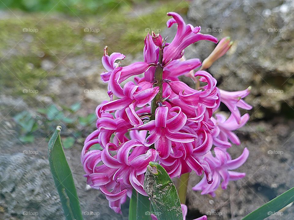 Pink Hyacinth standing tall 