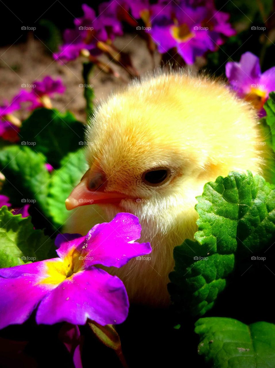 spring chick