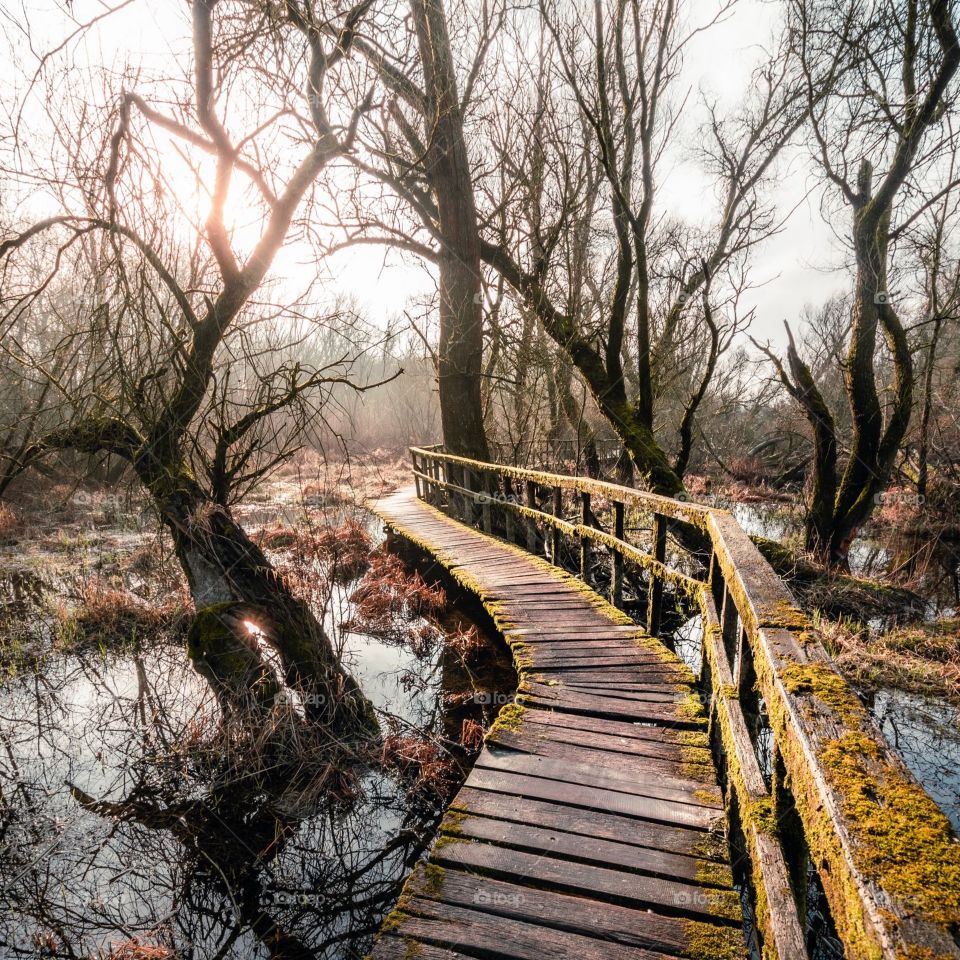 Bridge forest green trees refer nature background sun evenings 