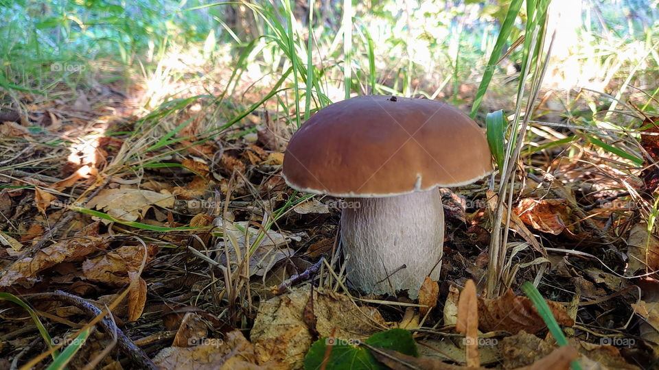 A real Russian forest with mushrooms 🍄The Russian tradition is picking mushrooms in the forest 🌲🌳 King bolete is the best mushroom for Russia 🍄