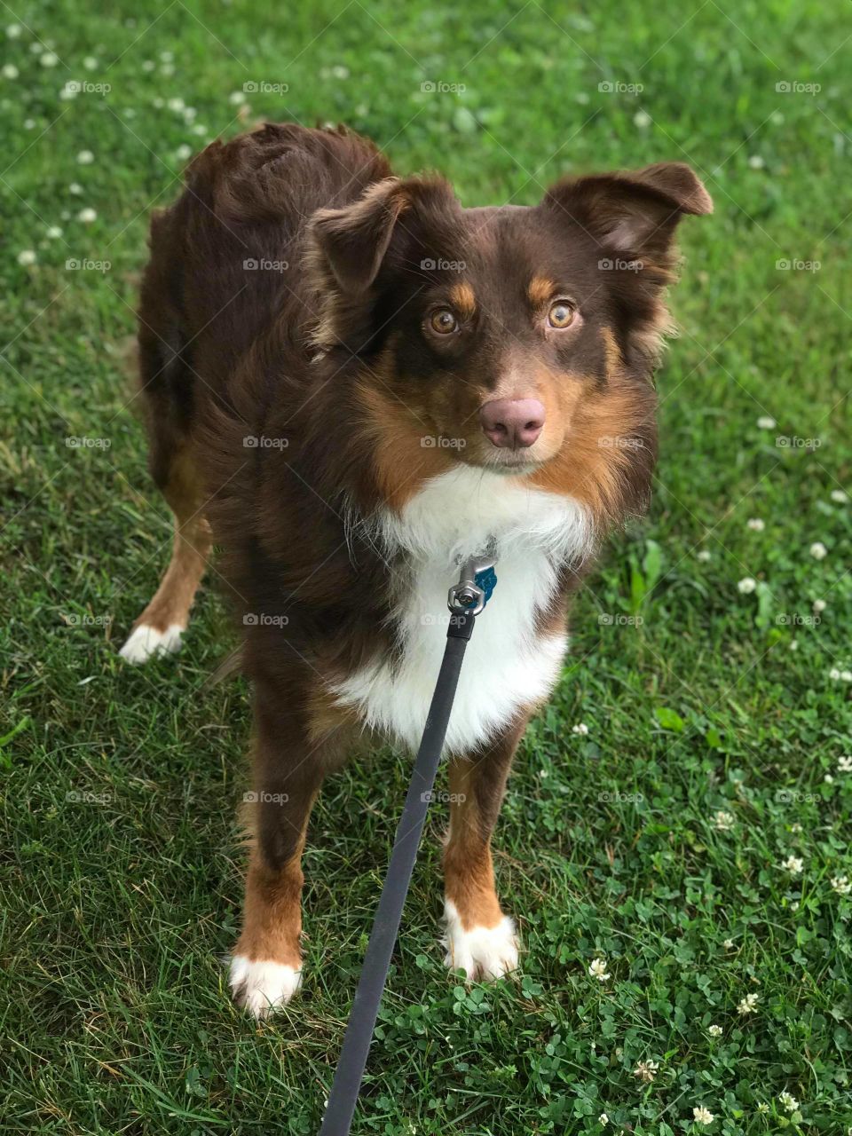 Australian Shepherd, @daily_jax