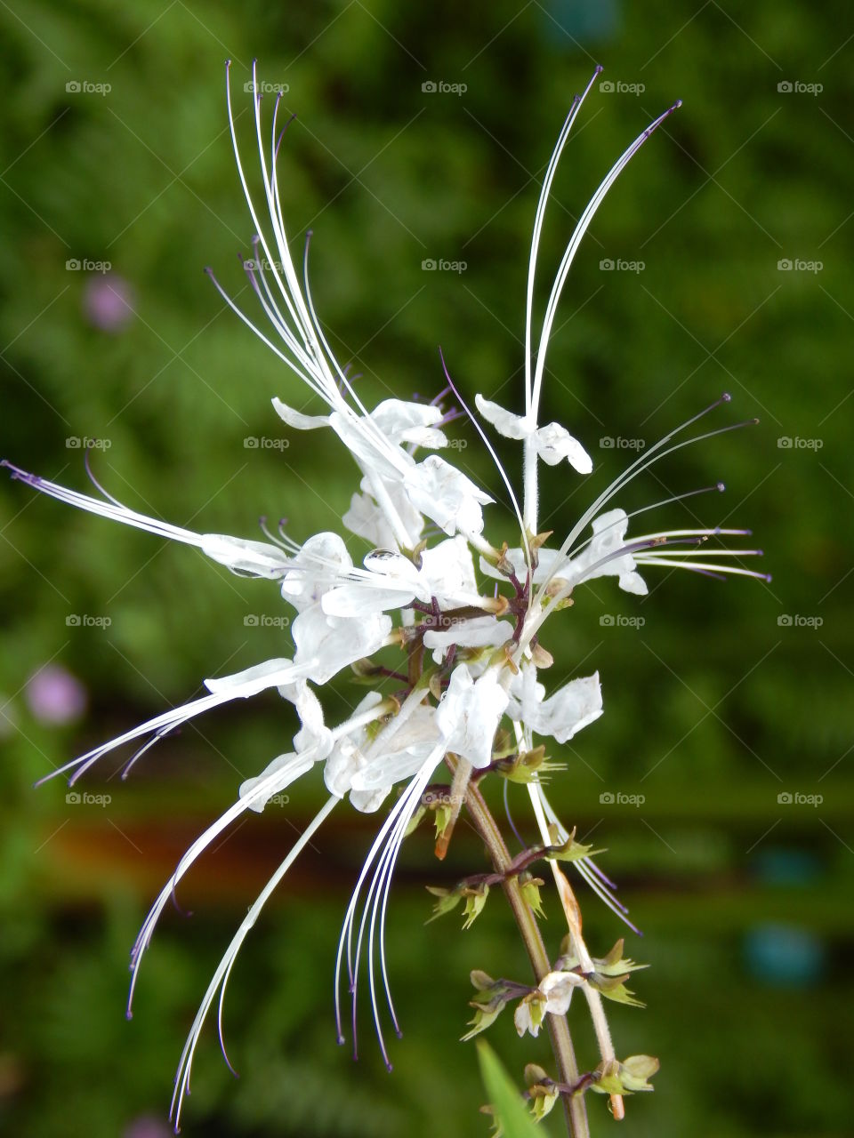 cat whiskers flower