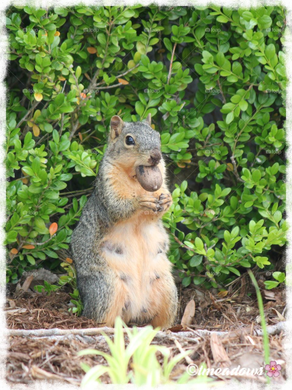 Resident Squirrel with Pecan