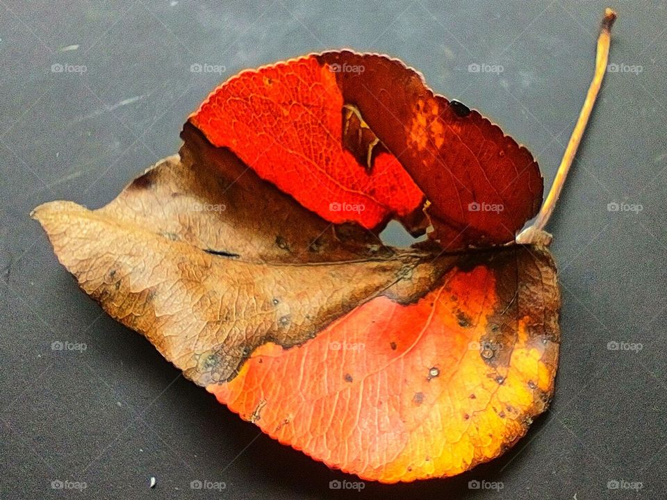 Unique Leaf