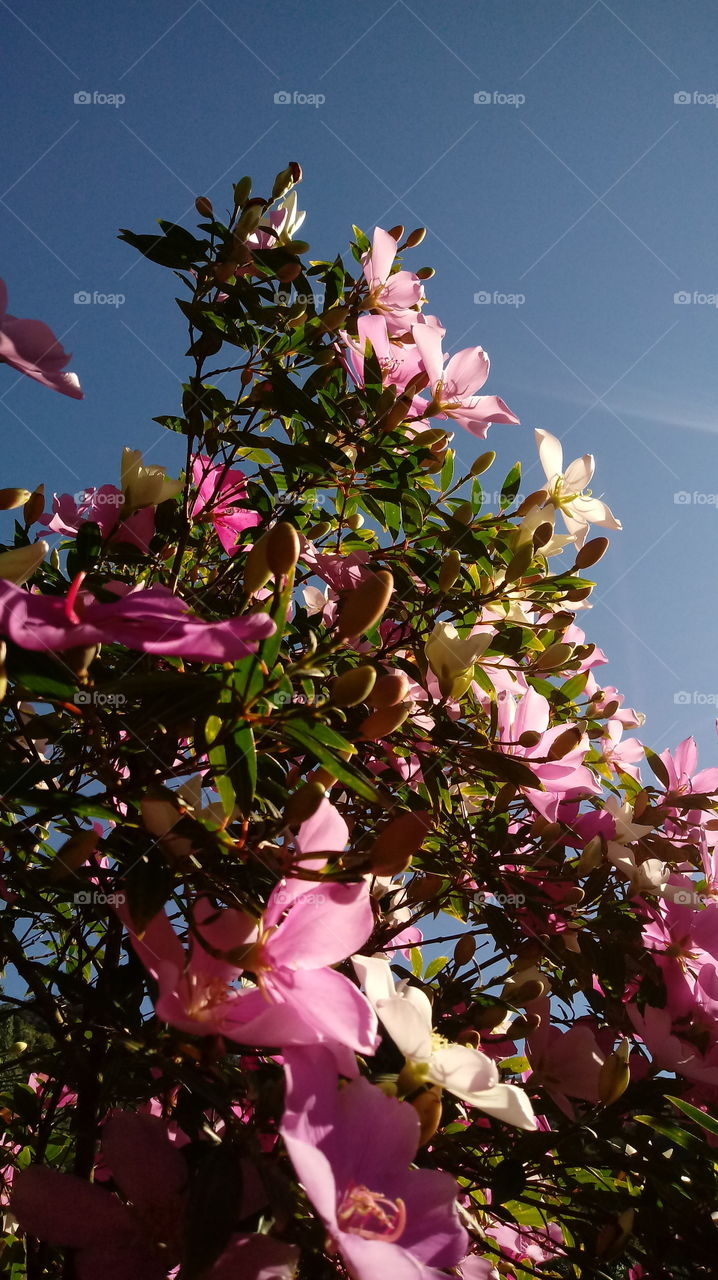 Shrub, Manacá Flower, Flowers, Nature, Garden.