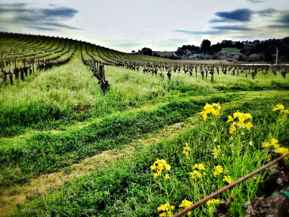 Vineyards of Napa